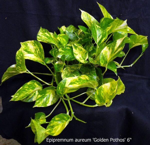 Pothos Golden 6" /#1