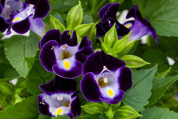 Torenia 4.5"