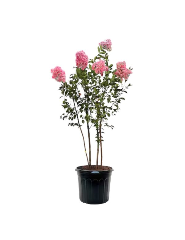 Crepe Myrtle #15