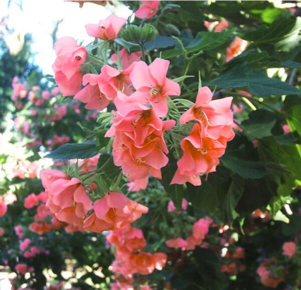 Dombeya