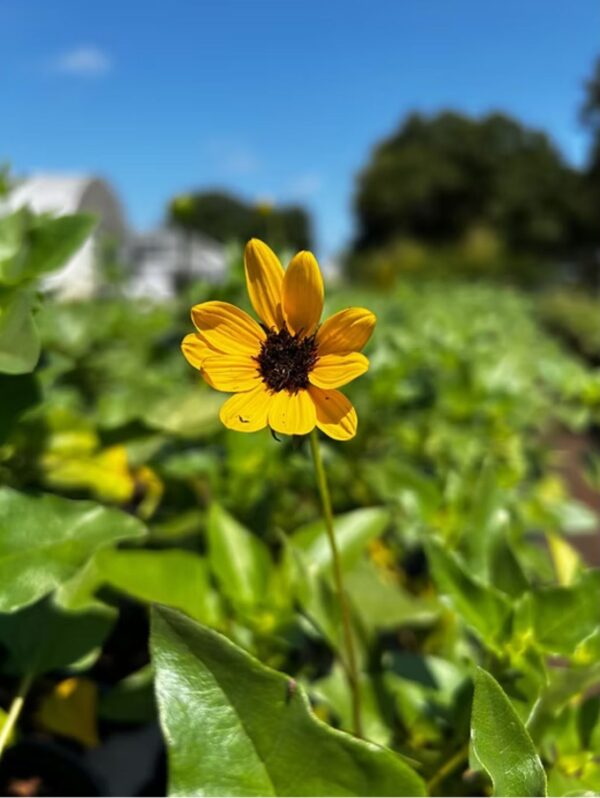 Dune Sunflower #1