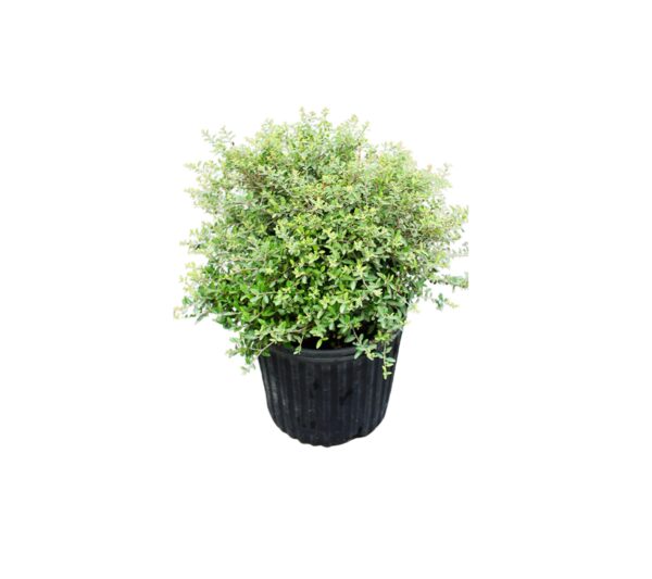 Dwarf Yaupon Holly #3