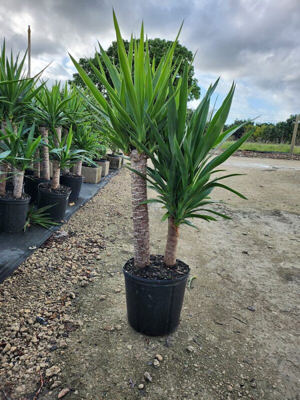 Yucca #3