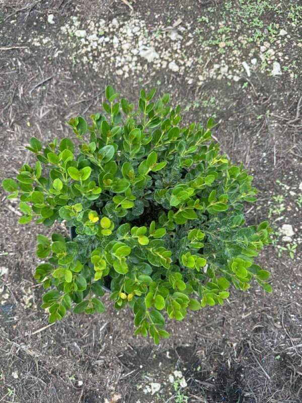 Dwarf Natal Plum