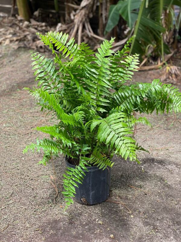 Macho Fern #3