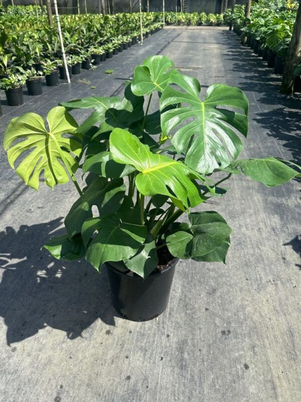Monstera #7