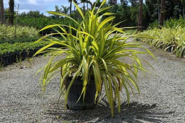 Pandanus Dwf var. # 3 gal