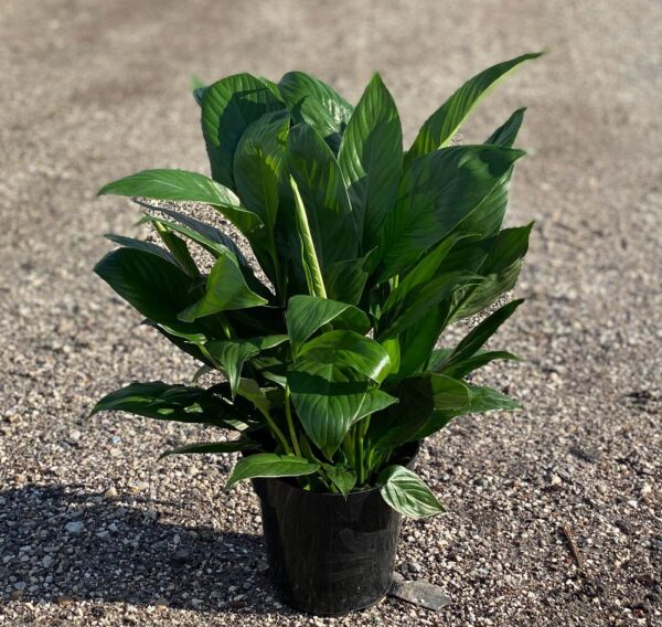 Spath Peace Lily #3