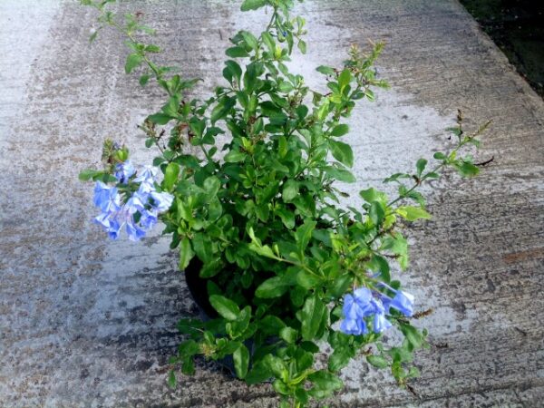 Plumbago #3