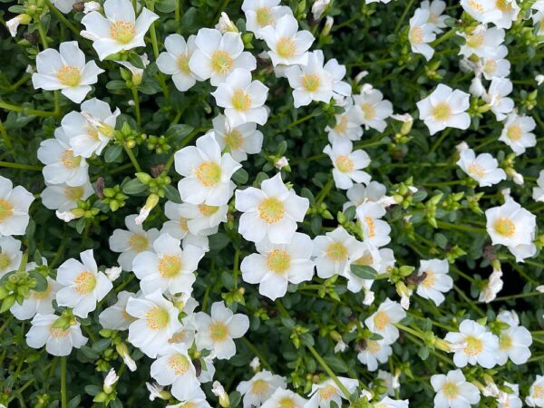 Portulaca #1