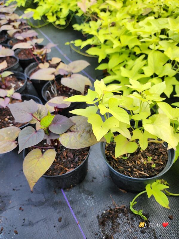 Potato Vine #1