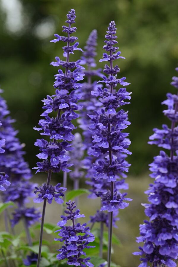 Salvia 4.5"