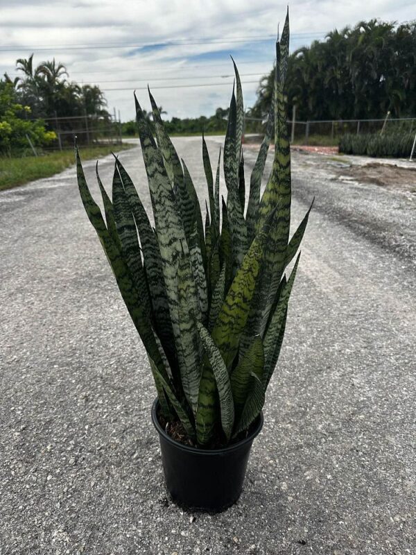 Sanservieria Var #3