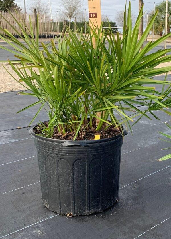 Saw Palmetto
