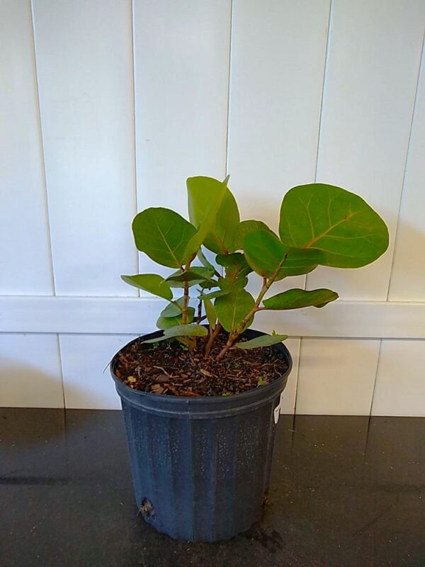 Sea Grape