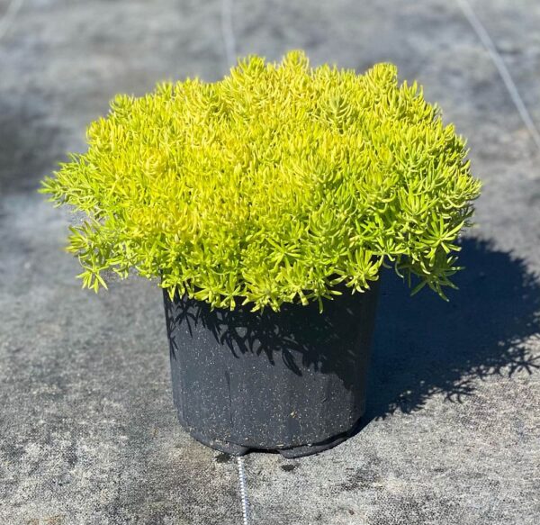 Sedum #1
