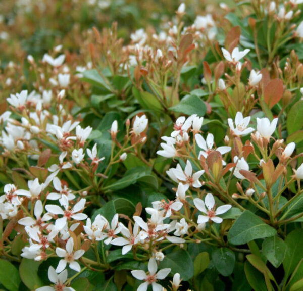 Indian Hawthorne