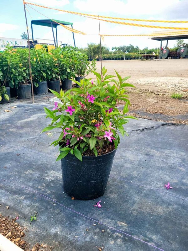Pseuderanthemum Shooting Star