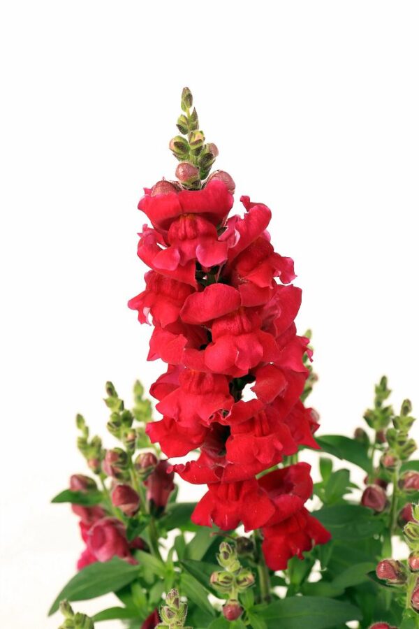 Snapdragon 4.5in