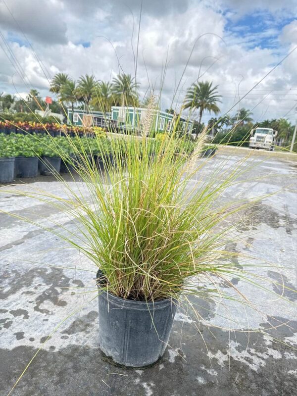 White Fountain Grass #3