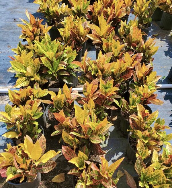 Croton