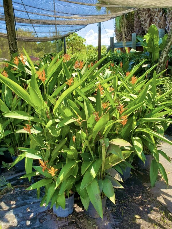 Heliconia