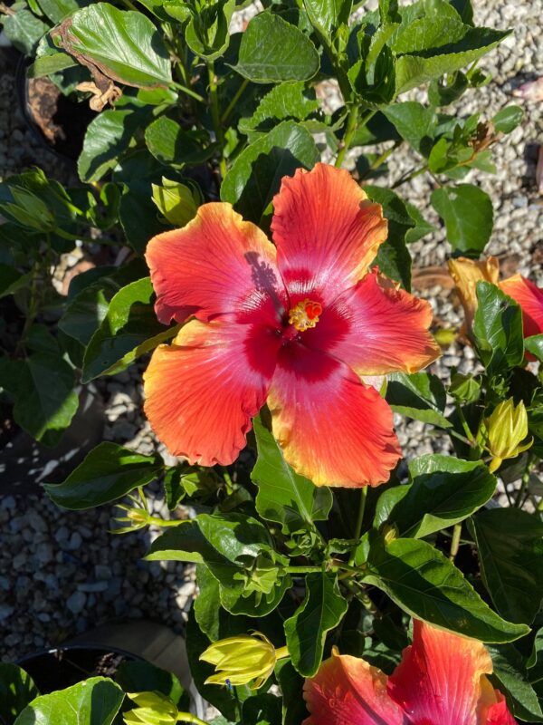 A vibrant hibiscus flower with red and orange petals, surrounded by green leaves and unopened buds.