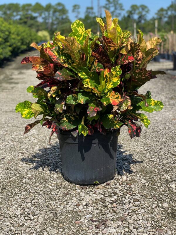 A large Croton plant in a black nursery pot with vibrant green, yellow, orange, and red variegated leaves.