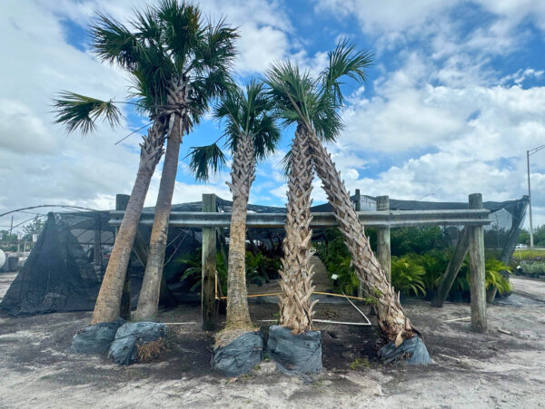 A mature palm tree with a textured, diamond-patterned trunk and a crown of fan-shaped green leaves standing in an open field.