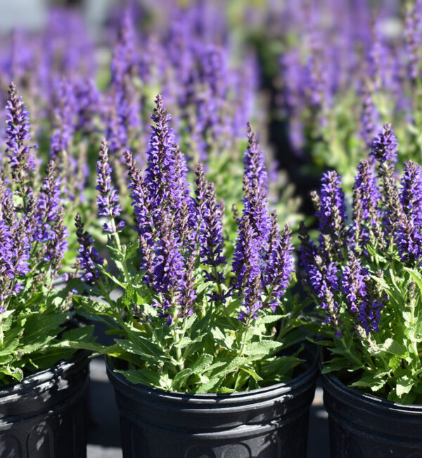 Mexican Sage - Salvia #3