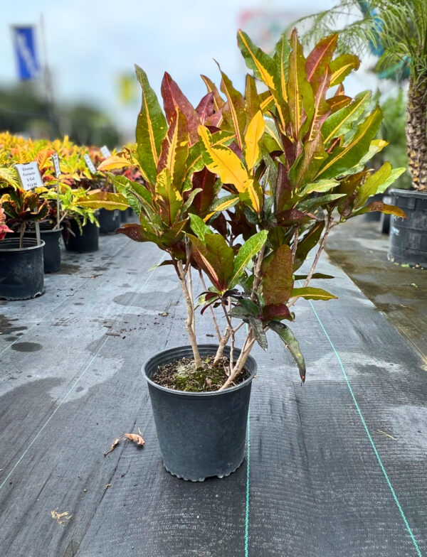 A Croton Eustis plant in a black nursery pot with long, narrow leaves in shades of green, yellow, and red.
