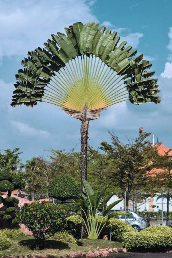 Traveler’s Palm with a distinctive fan-shaped arrangement of leaves, growing tall in a landscaped garden under a blue sky.