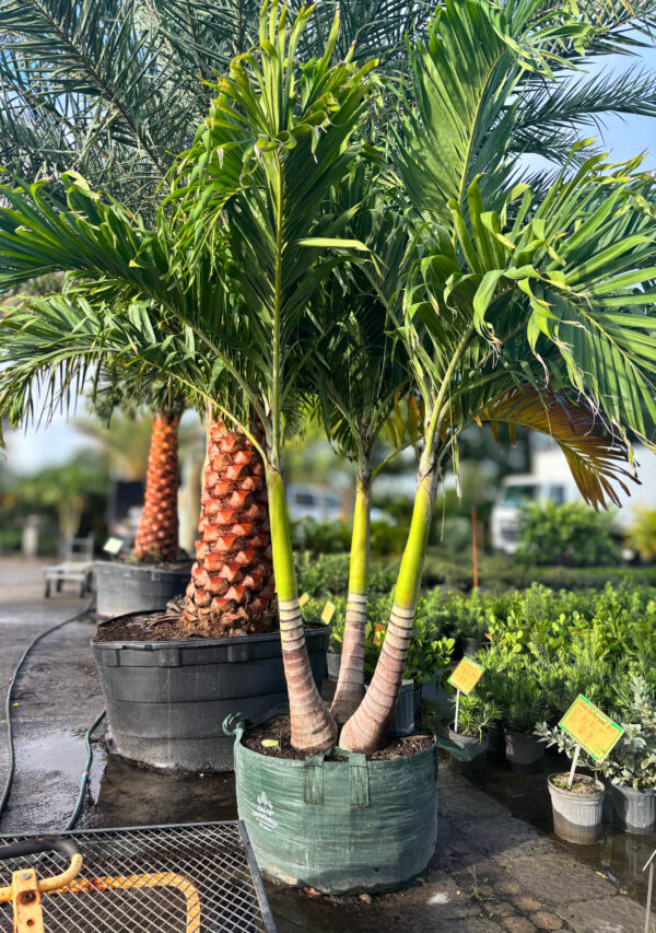 A vibrant palm tree with multiple smooth green trunks and large feather-like fronds, growing in a nursery container surrounded by other plants.