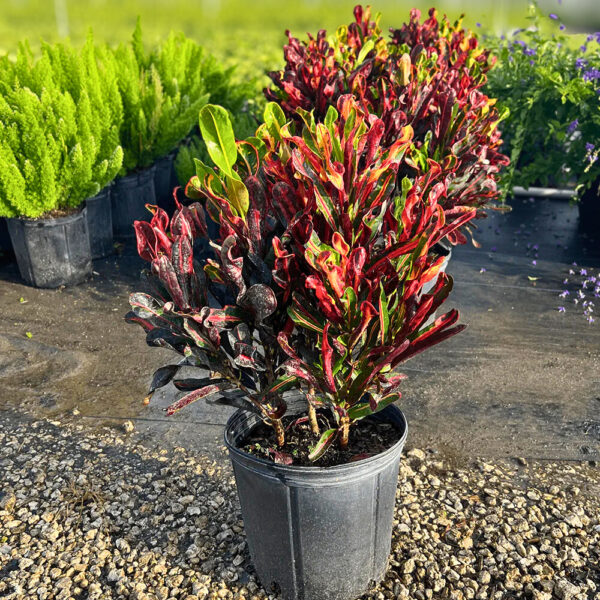 A Croton Mammy plant in a black nursery pot with curly red, green, and yellow variegated leaves.