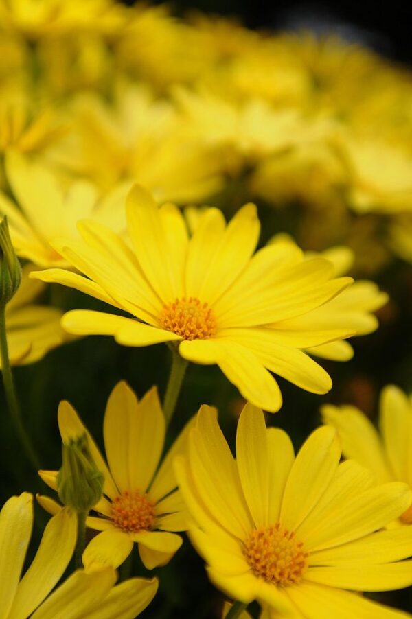 African Daisy #1
