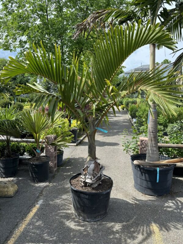 Potted Bottle Palm with a stout trunk and arching fronds, displayed in an outdoor nursery setting.