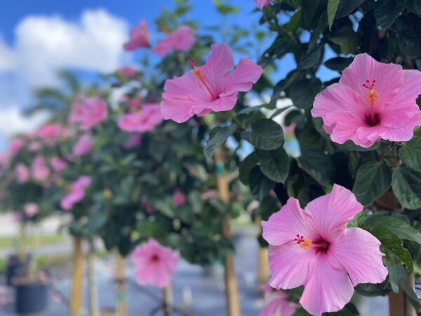 Pink hibiscus flowers blooming on lush green plants with a clear blue sky in the background.