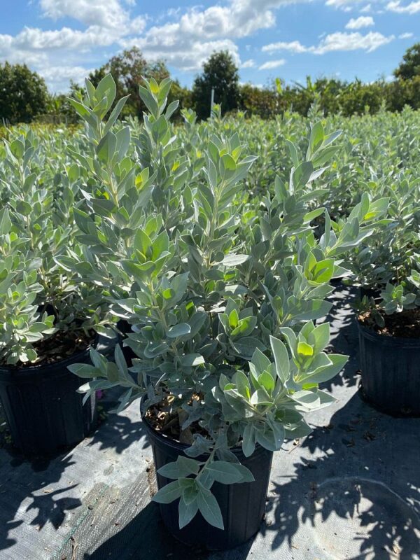 Silver Buttonwood