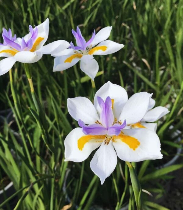 African Iris