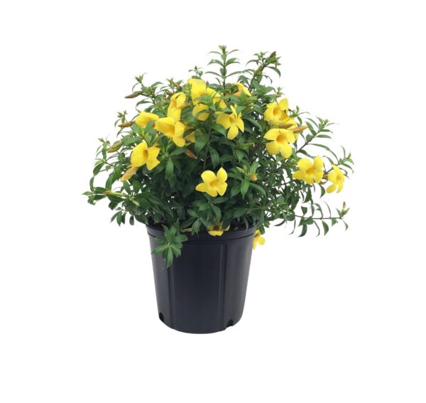 Allamanda