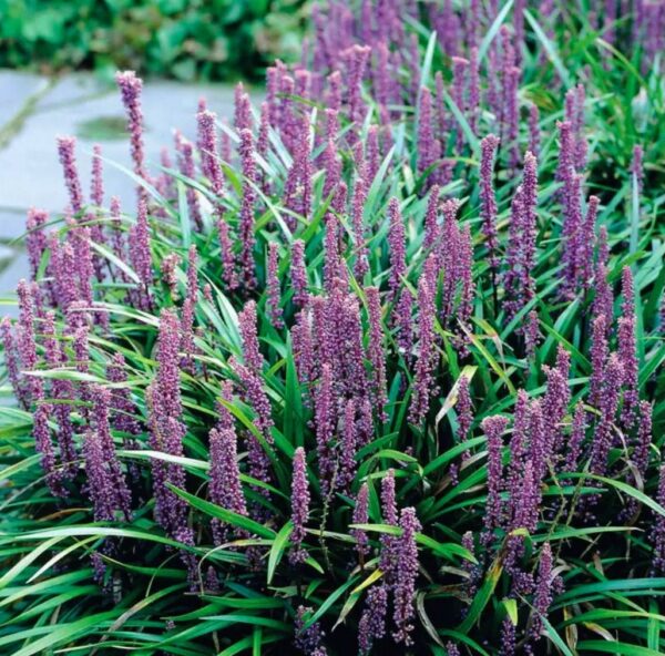 Liriope