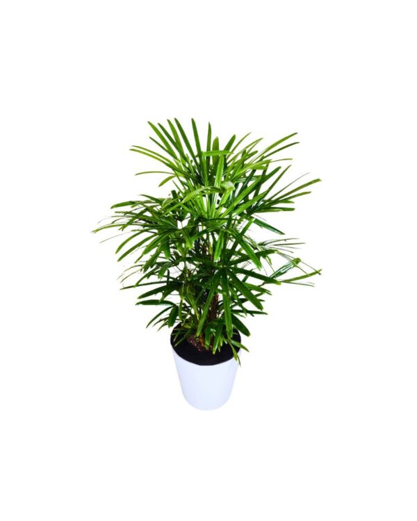 Lady Palm