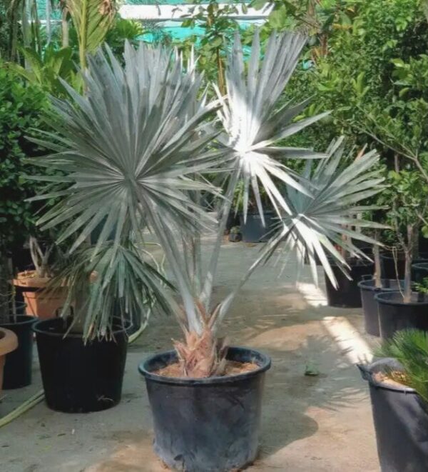 Young silver Bismarck Palm in a black nursery pot with fan-shaped silvery-blue leaves.