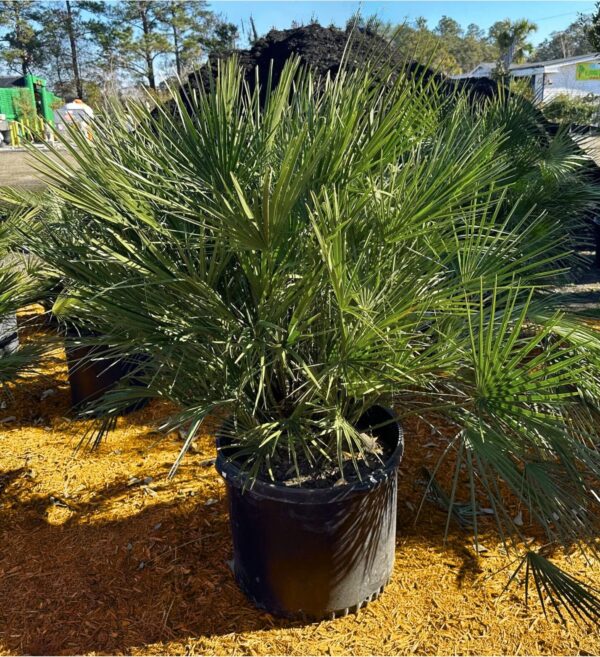 A potted Mediterranean Fan Palm with multiple slender trunks and dense clusters of fan-shaped green leaves, placed on mulch in a nursery setting.