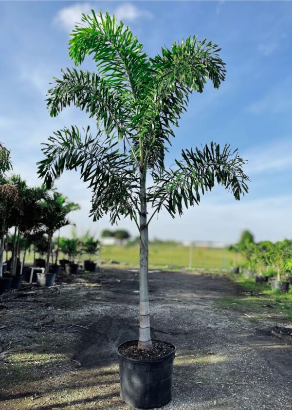 A potted Foxtail Palm tree with a smooth gray trunk and long, feathery green fronds, growing upright in a nursery field under a blue sky.
