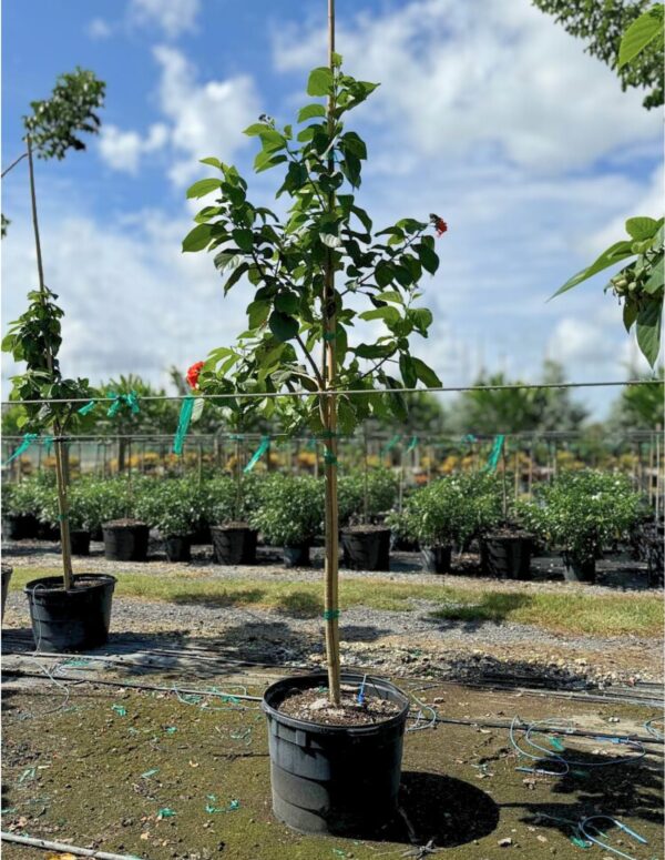 A young hibiscus tree in a black nursery pot with a slender trunk and leafy green foliage, growing upright with a few red blossoms visible.