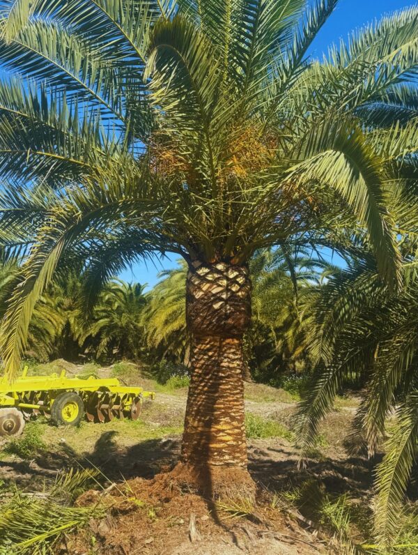 A Canary Island Date Palm with a thick trunk and large arching fronds in a field.