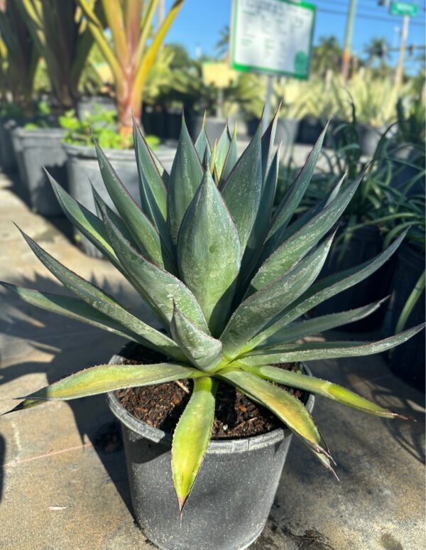 Close-up of an agave plant in a black nursery pot with pointed, spiky leaves.