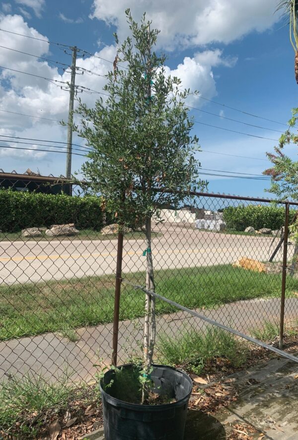 Young olive tree in a large black nursery pot with support stakes, placed near a chain-link fence.