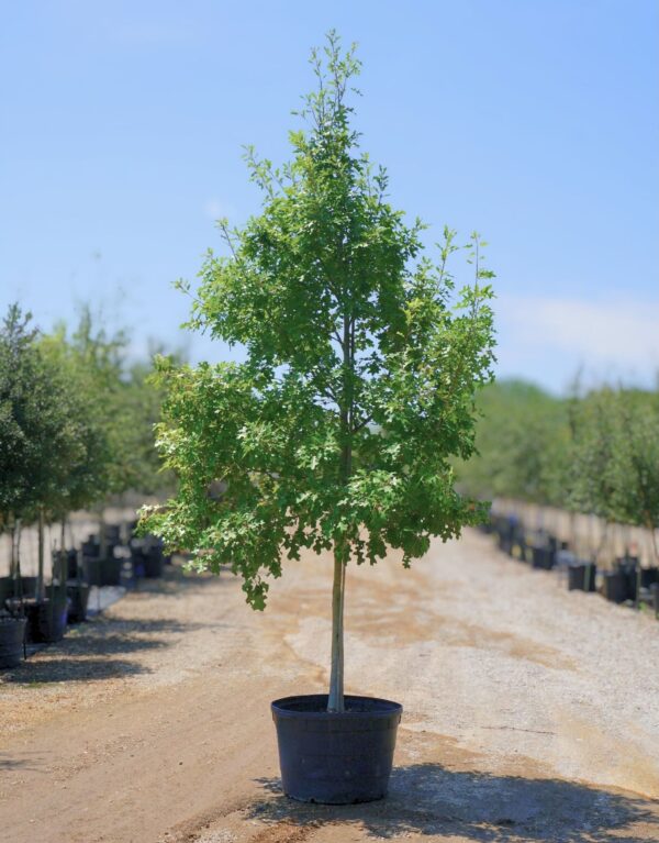 Young tree in a large black nursery pot placed on a dirt pathway in a tree farm.